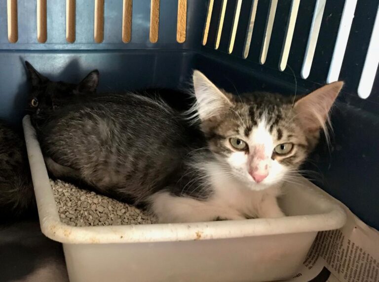 multimedia-foto50160-365-1