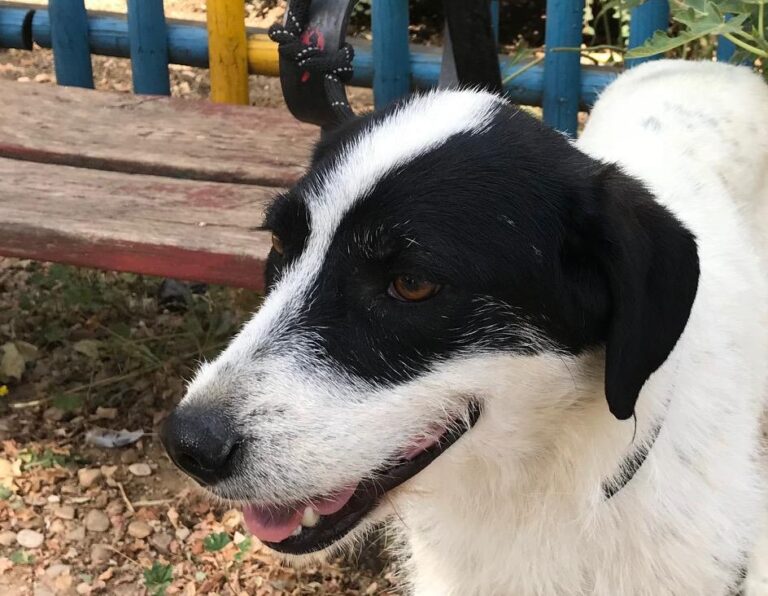 multimedia-foto50172-628-1