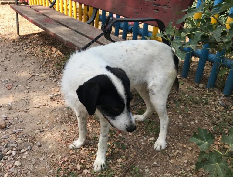 multimedia-foto50175-629-1