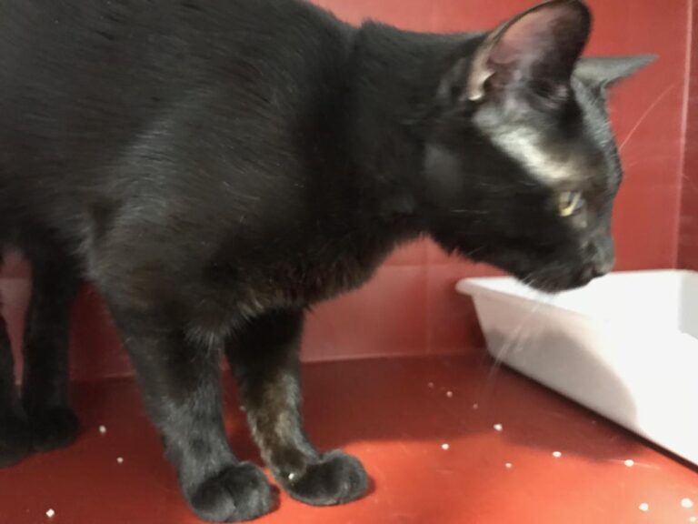 multimedia-foto50390-412-1