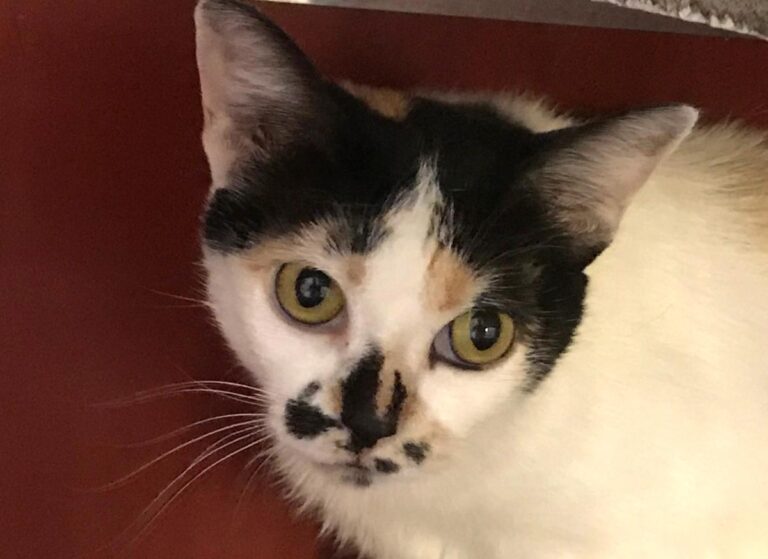 multimedia-foto50440-441-1