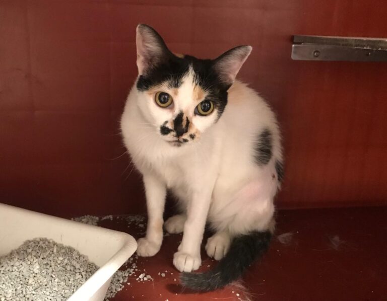 multimedia-foto50441-441-1