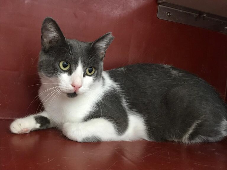 multimedia-foto50447-26-1