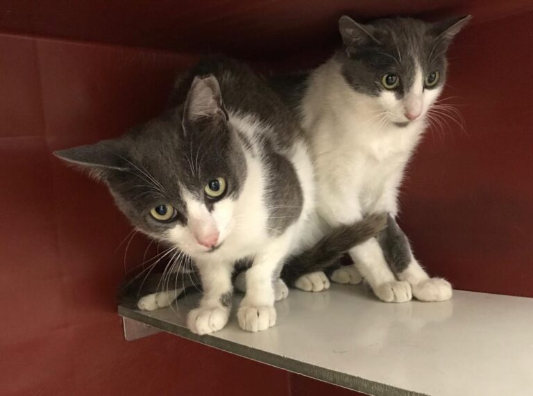 multimedia-foto50451-27-1