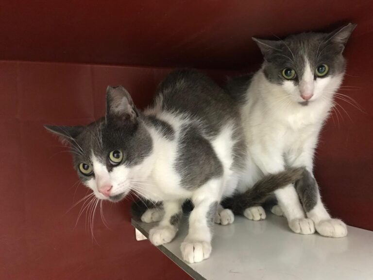 multimedia-foto50452-28-1