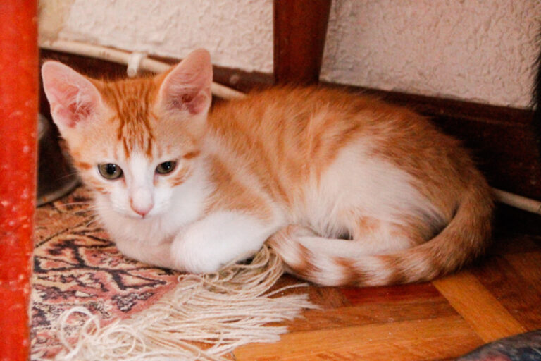 multimedia-foto50484-484-1