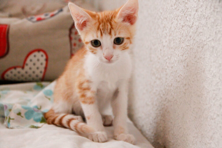 multimedia-foto50485-484-1