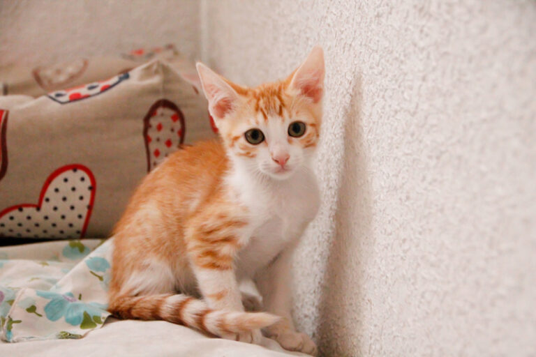 multimedia-foto50486-484-1