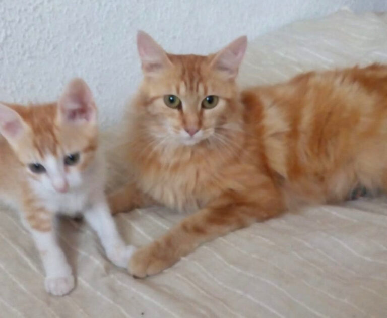 multimedia-foto50488-87-1