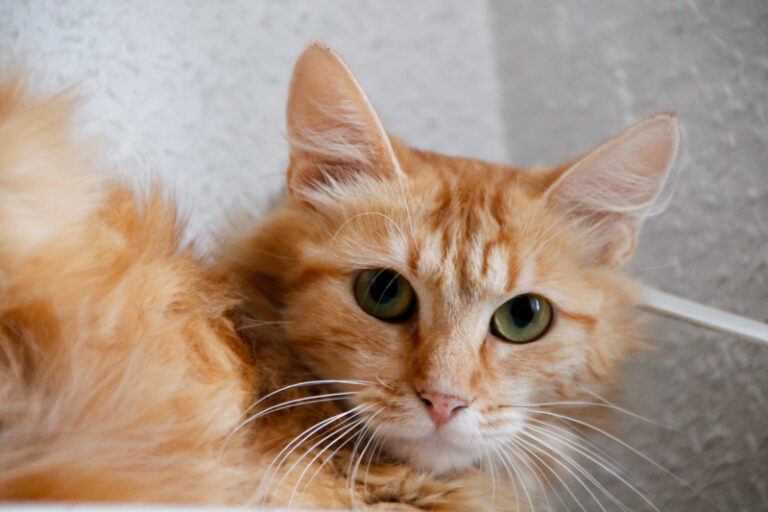 multimedia-foto50489-25-1