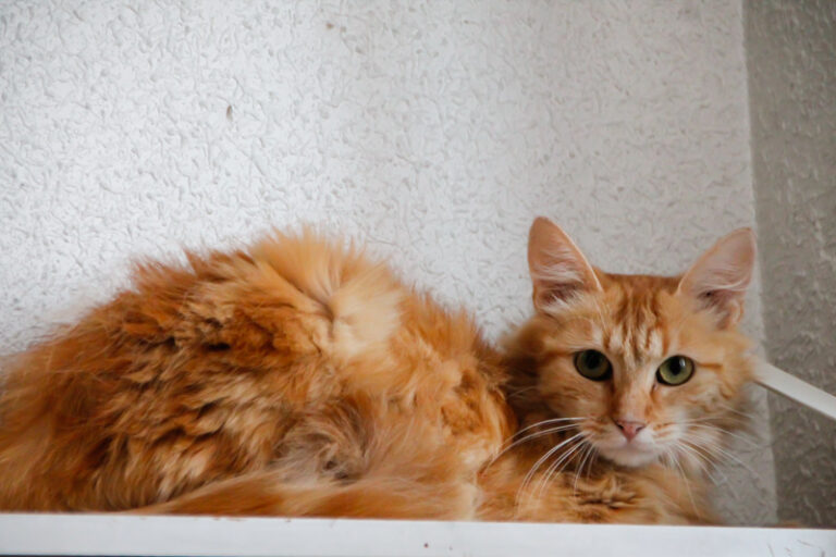 multimedia-foto50490-25-1