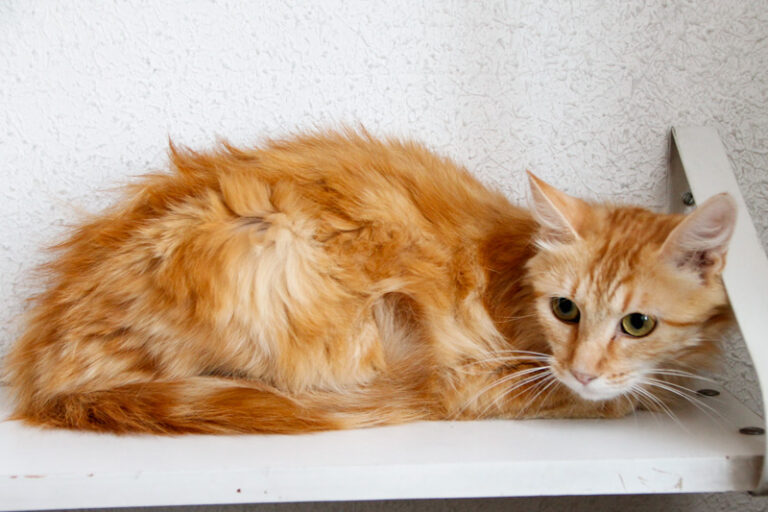 multimedia-foto50492-25-1