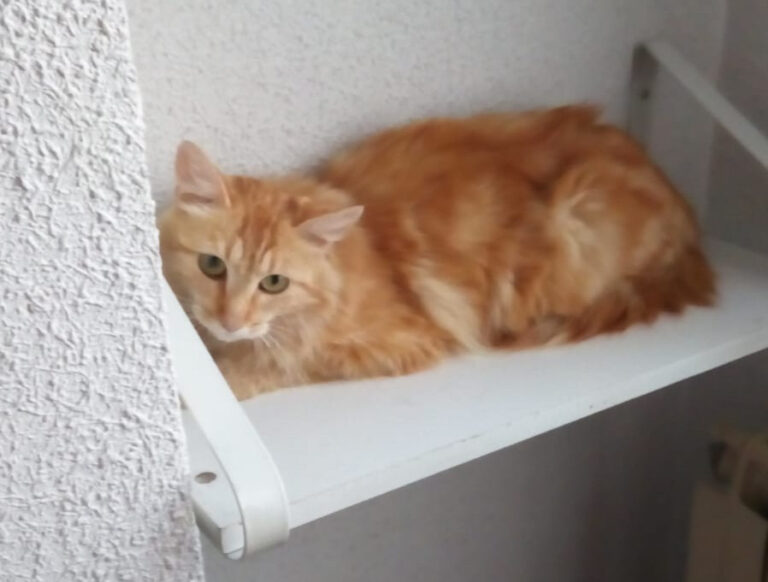 multimedia-foto50493-26-1