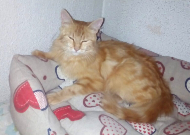 multimedia-foto50494-26-1