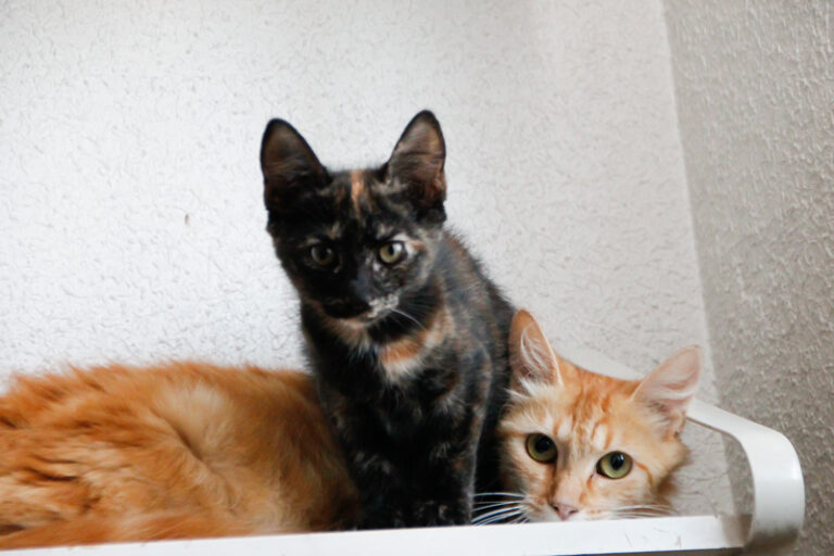 multimedia-foto50496-26-1