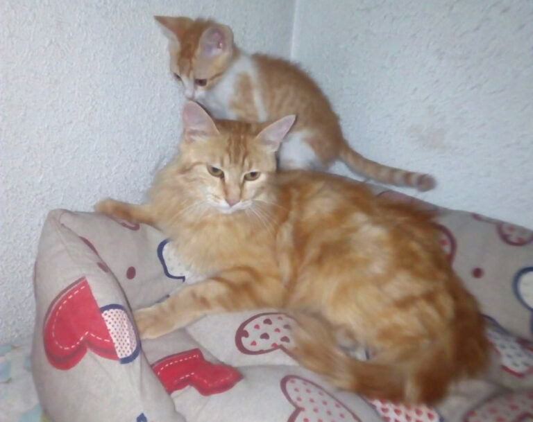 multimedia-foto50500-88-1