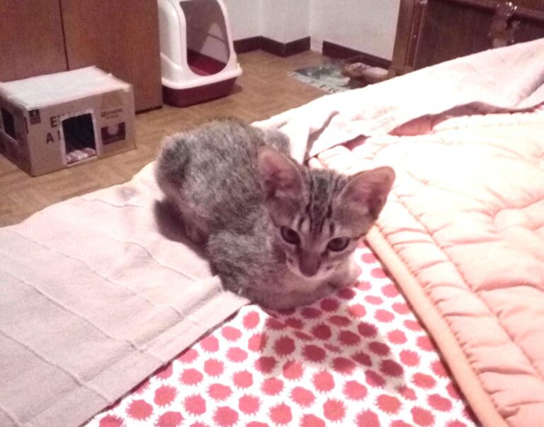 multimedia-foto50504-229-1