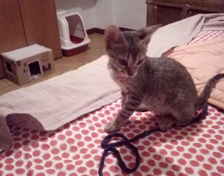 multimedia-foto50506-230-1