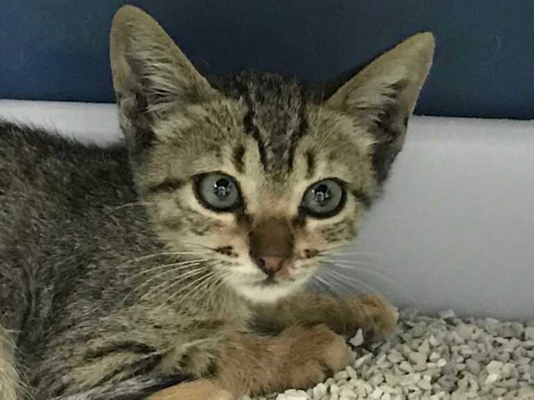 multimedia-foto50508-230-1