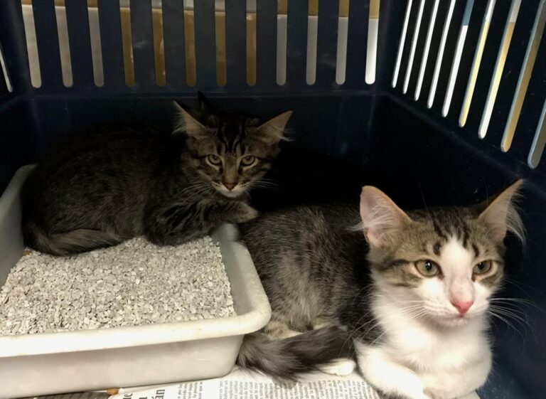 multimedia-foto50604-986-1