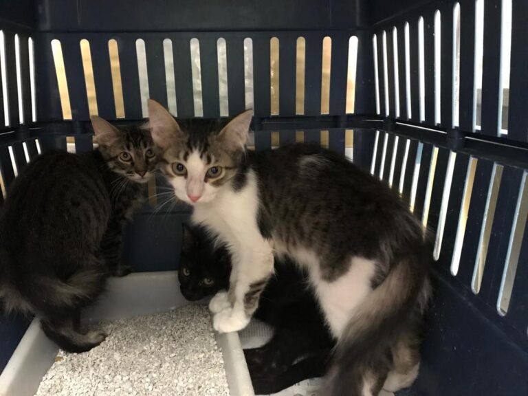 multimedia-foto50605-986-1