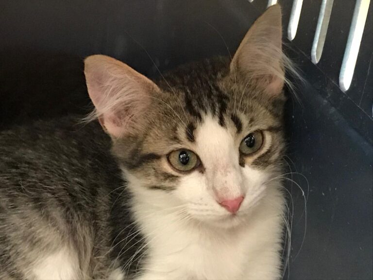 multimedia-foto50609-50-1