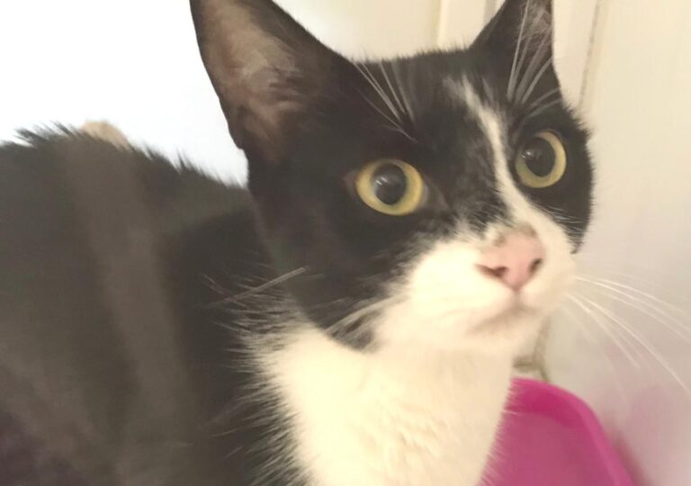 multimedia-foto50716-743-1