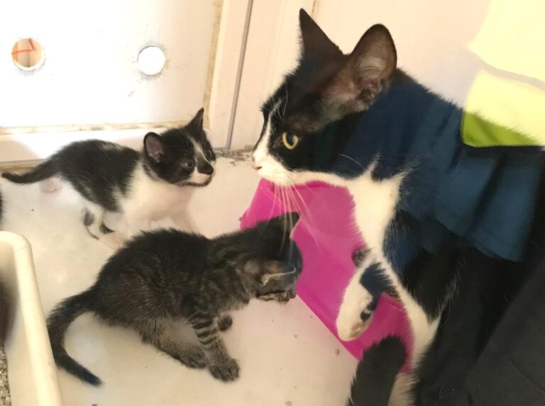 multimedia-foto50717-744-1