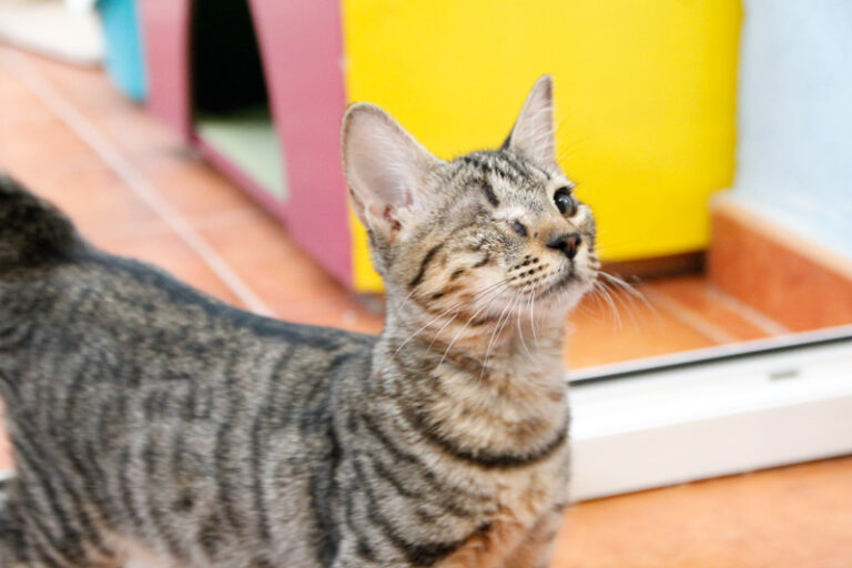 multimedia-foto50795-636-1