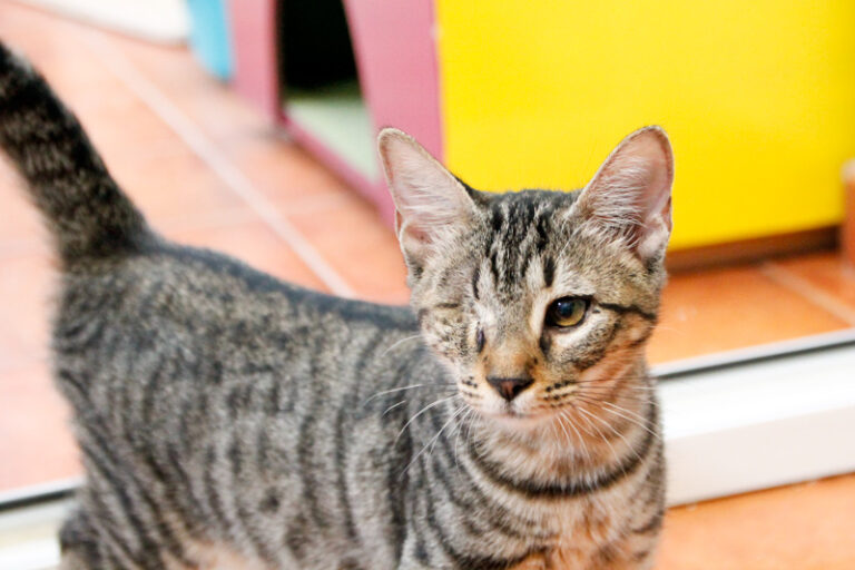 multimedia-foto50796-636-1