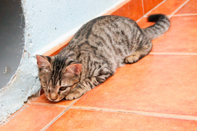 multimedia-foto50797-636-1