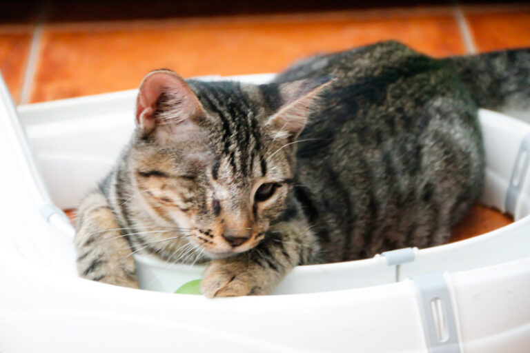 multimedia-foto50799-636-1