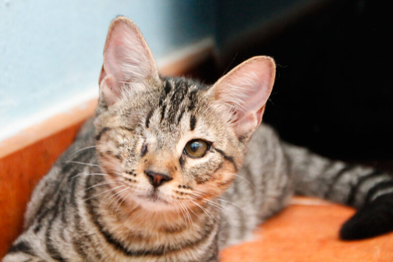 multimedia-foto50800-637-1