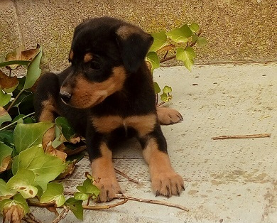 multimedia-foto50842-370-1