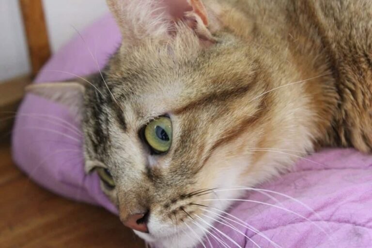 multimedia-foto50968-701-1