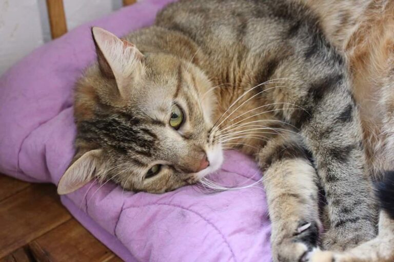 multimedia-foto50970-702-1