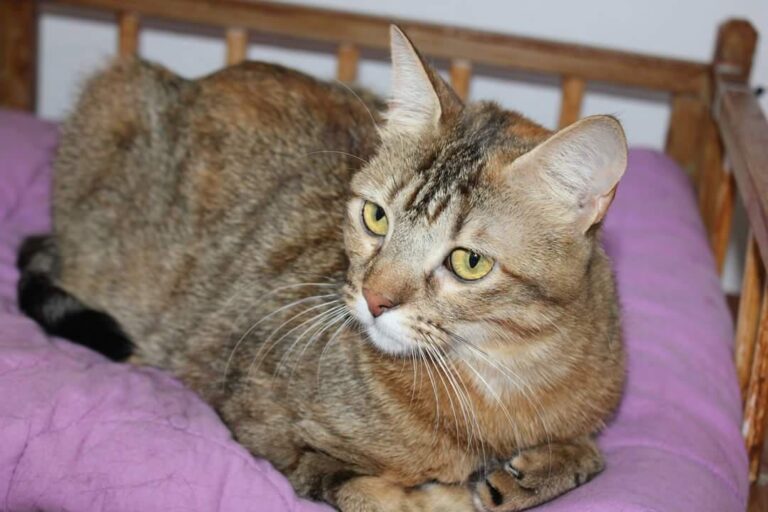 multimedia-foto50971-702-1