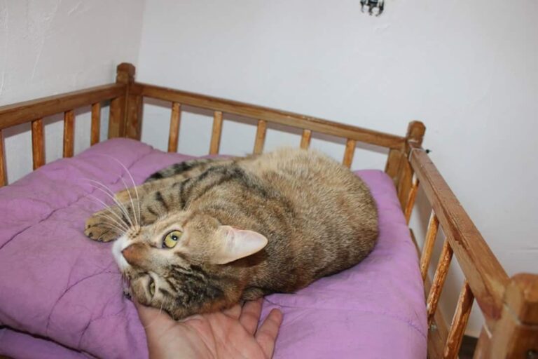 multimedia-foto50975-703-1