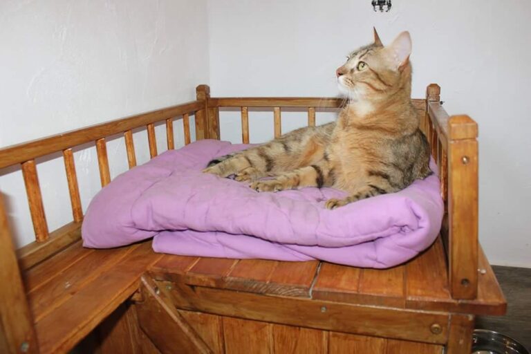 multimedia-foto50976-703-1