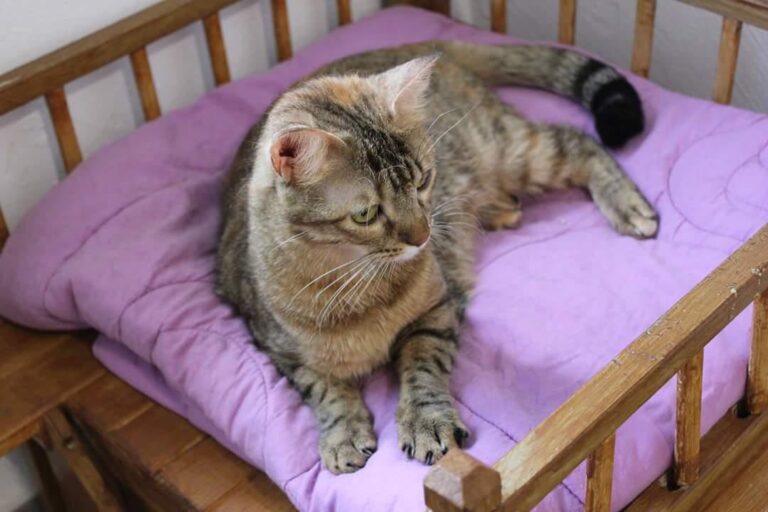 multimedia-foto50978-704-1