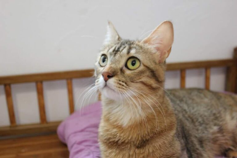 multimedia-foto50979-704-1