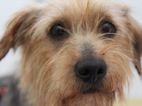 multimedia-foto51003-530-1