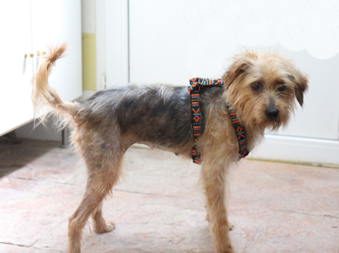 multimedia-foto51005-531-1