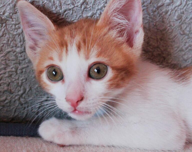 multimedia-foto51067-163-1