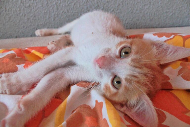 multimedia-foto51070-164-1