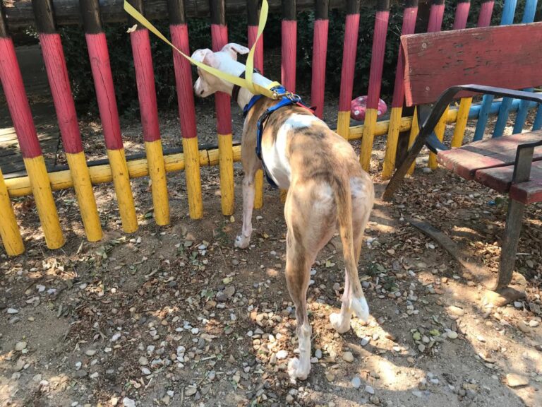 multimedia-foto51089-954-1