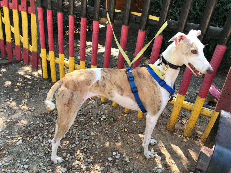 multimedia-foto51090-955-1