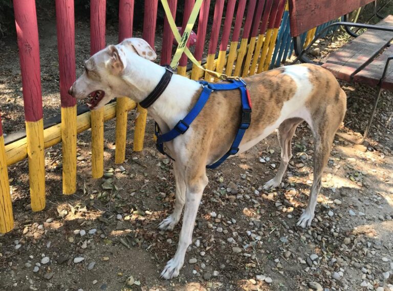 multimedia-foto51093-956-1