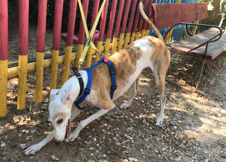 multimedia-foto51095-956-1