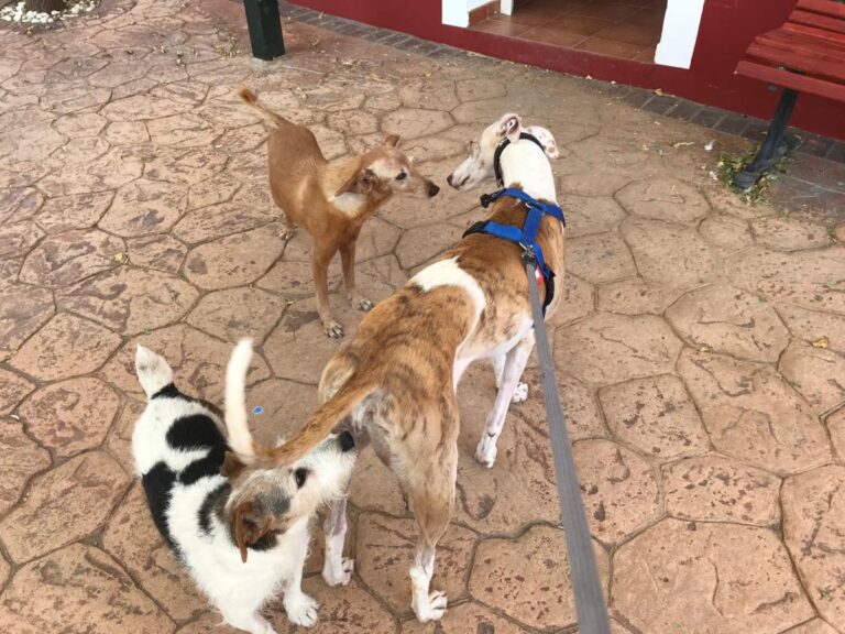 multimedia-foto51096-956-1